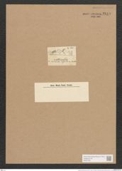 Achnanthes brevipes Ag. (de-Toni-Nr.: Genus 43, Species 1923) Zeichnungen Sammlung Grunow Nr. 3819 (NHMW-BOT-W0371501)